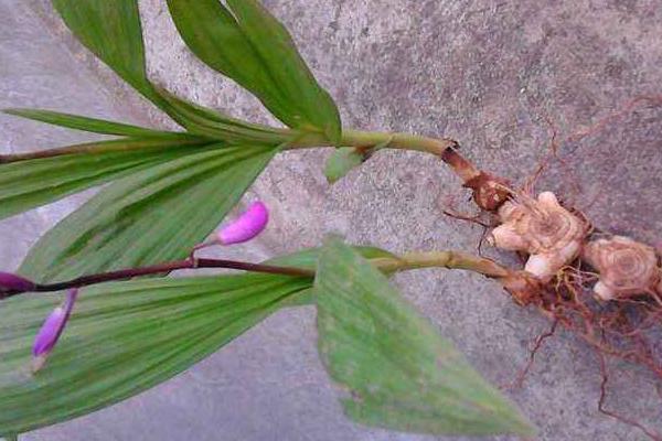 白芨种植条件和注意方法