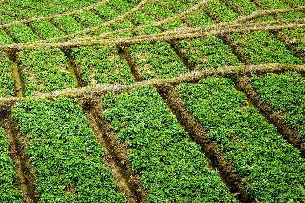 太子参种植技术与栽培管理，可块茎繁殖和种子繁殖