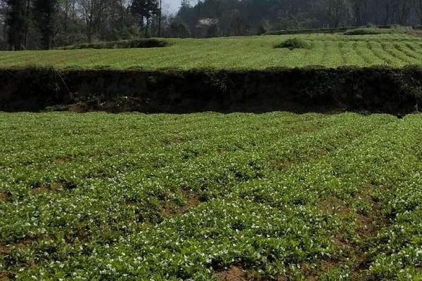 太子参种植技术与栽培管理，可块茎繁殖和种子繁殖