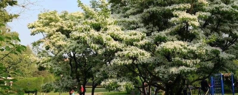 流苏树嫁接桂花方法