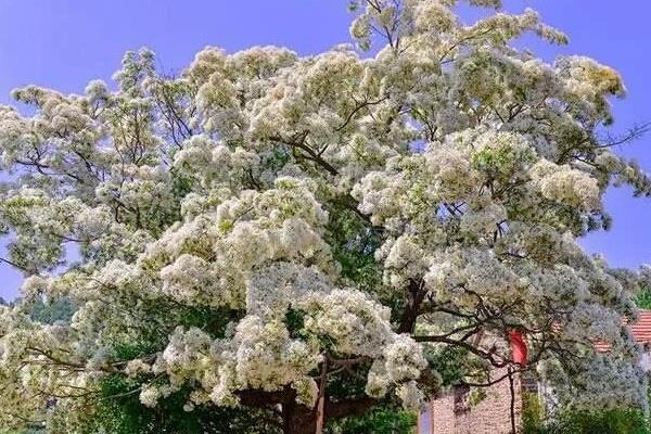 流苏树嫁接桂花方法