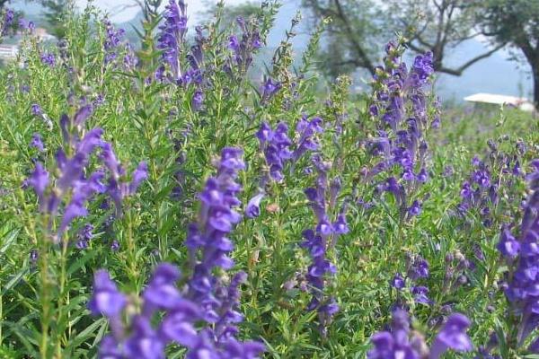 黄芩种植技术视频