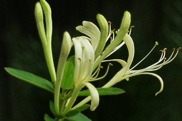 金银花种植技术