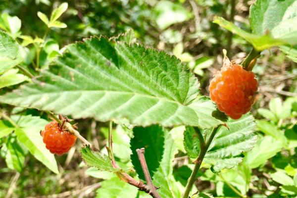 山莓种植方法