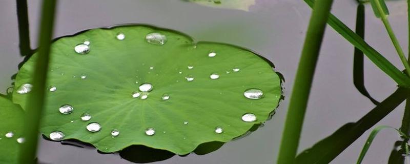 常见的水生植物有哪些