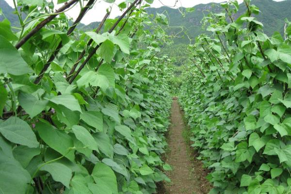 四季豆种植注意事项