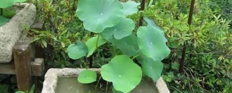 盆栽水生植物怎么养