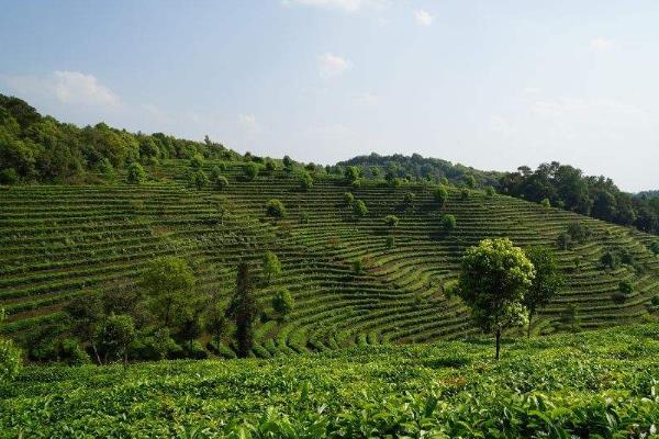 普洱茶产地是哪个地方