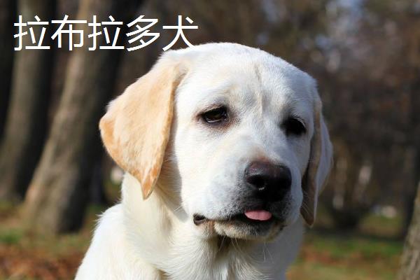 拉布拉多犬和金毛有什么区别