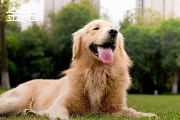 拉布拉多犬和金毛有什么区别