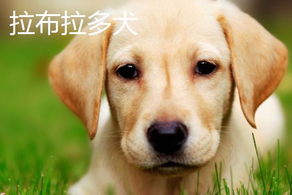 拉布拉多犬和金毛有什么区别