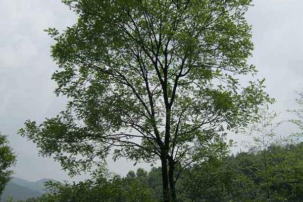 香樟树是什么植物