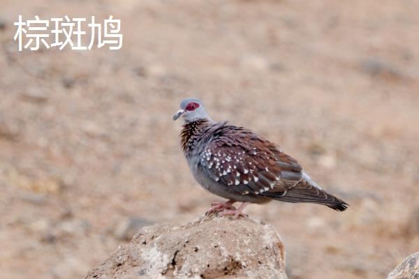 斑鸠是保护动物吗