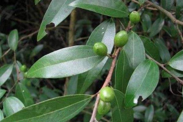 香叶种植方法