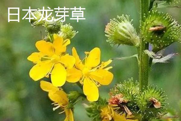 仙鹤草种类大全