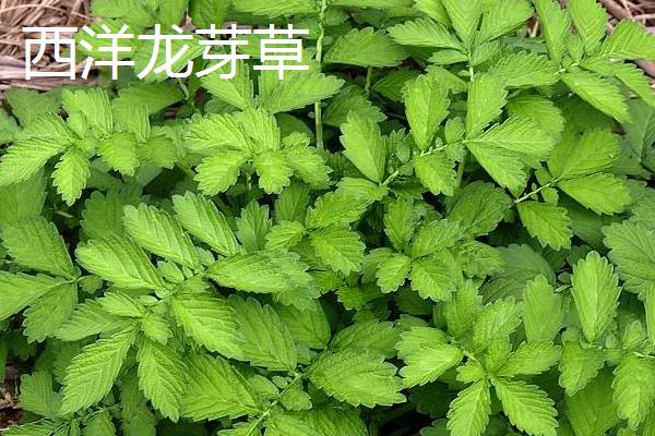 仙鹤草种类大全