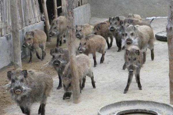 野猪养殖模式有哪些