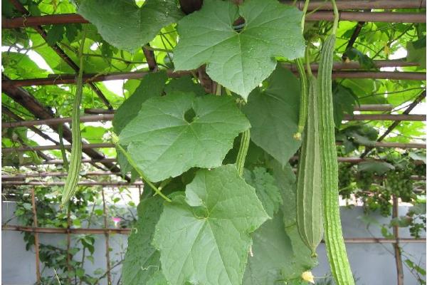 丝瓜种植时间及育苗方法