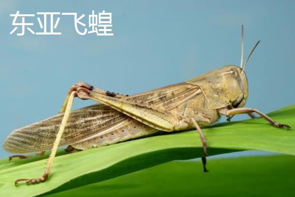 蝗虫种类介绍