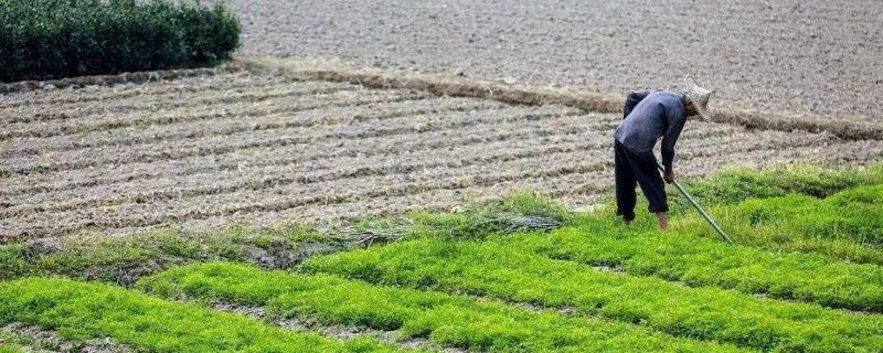 什么种植赚钱