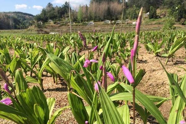 农村种白芨赚钱吗