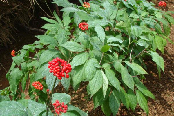 北方适合种植什么药材