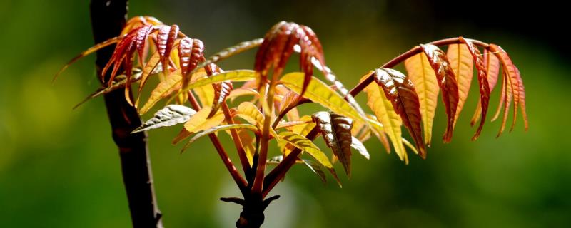 香椿种植前景怎样