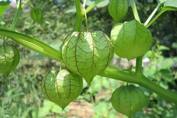 灯笼果种植技术