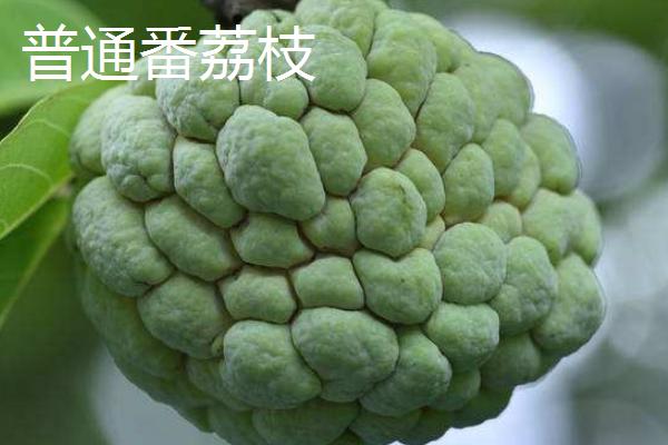 释迦果（番荔枝）价格多少钱一斤？品种有哪些？