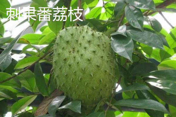 释迦果（番荔枝）价格多少钱一斤？品种有哪些？