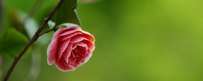 茶花掉叶子是怎么回事