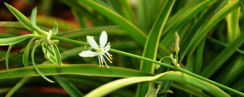 吊兰什么时候开花