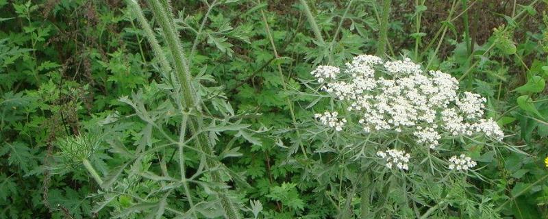 白芷种子价格及种植方法