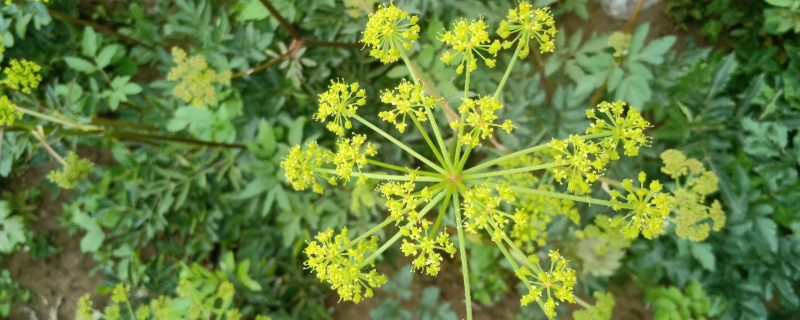 羌活种子价格及种植方法