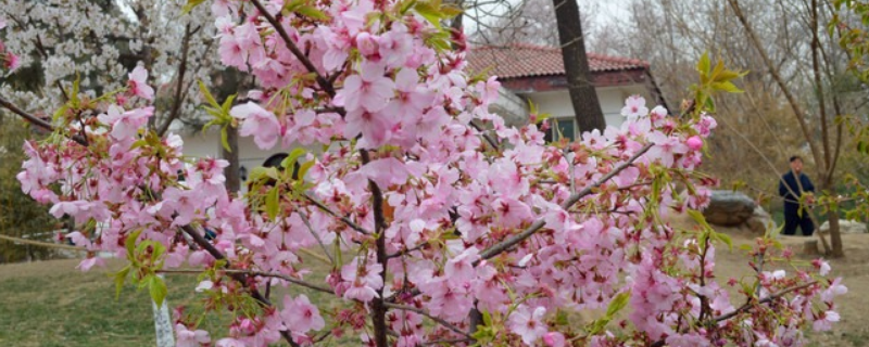 樱花树长什么样子