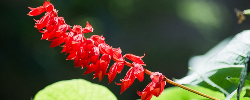 一串红什么季节开花