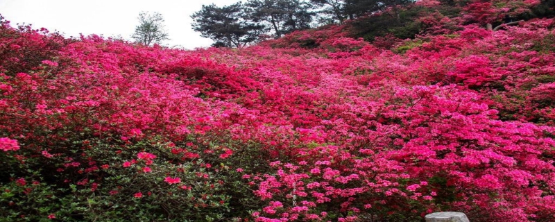 杜鹃花的产地分布