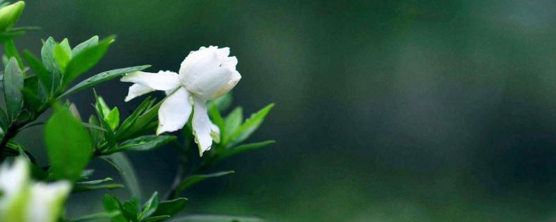 栀子花叶子发黄怎么办