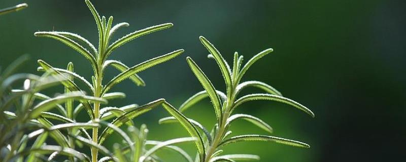 适合在室内养殖的驱蚊植物有哪些