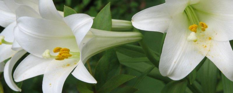 百合花的种植与管理技术