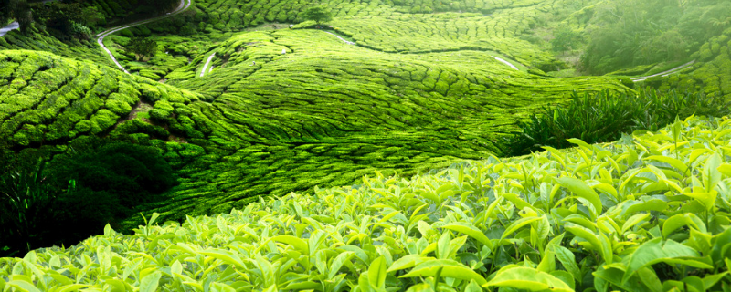 春季茶园管理抓六招促春茶增效