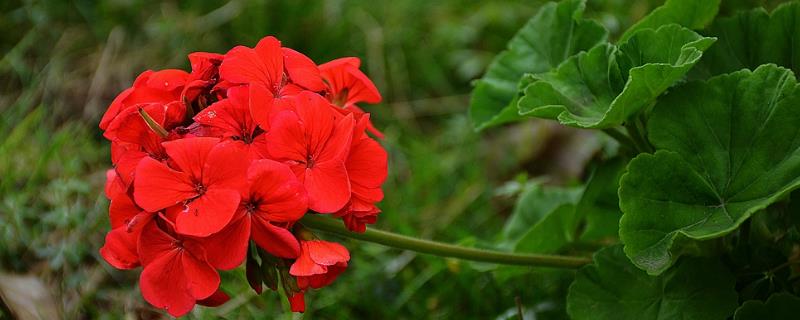 红花种植方法