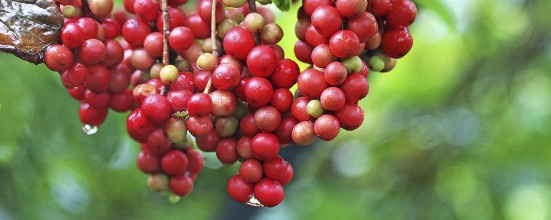 山茱萸与吴茱萸的区别