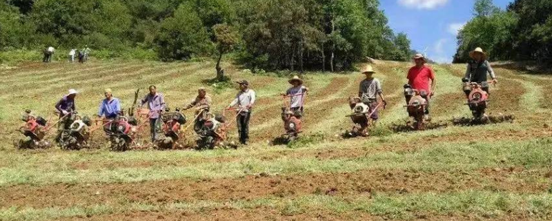 大花萱草的栽培方法