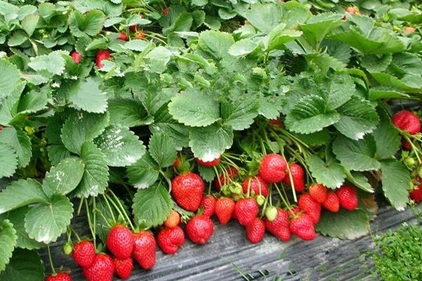 中国草莓主要产于哪个省？草莓有哪些品种