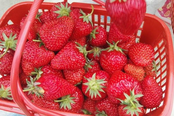 如何应对草莓育苗和栽培过程中的土壤带菌