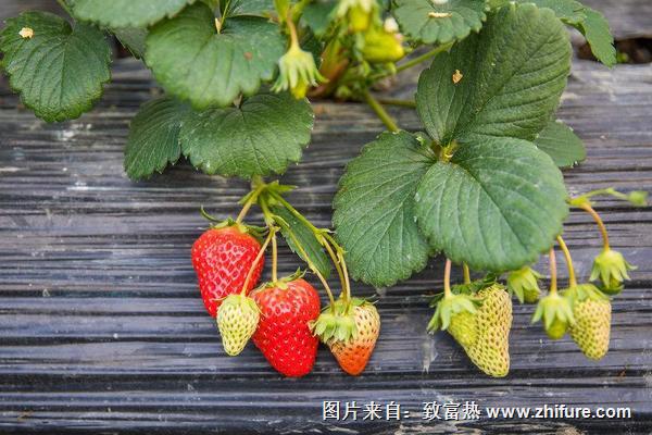 草莓种苗技术