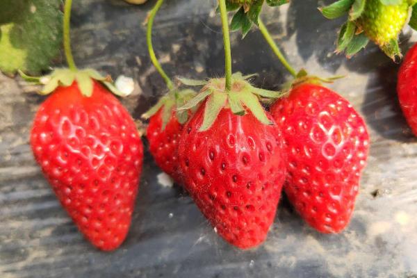 草莓品种亩产2万斤