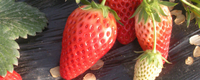 什么肥料适合草莓施肥