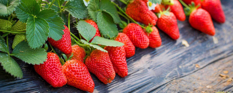 介绍最全面的草莓品种，想种草莓看看